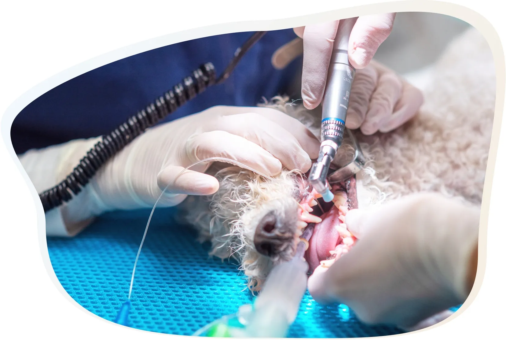Dental Care for Dogs, Cats & Other Pets VetO Brookvale